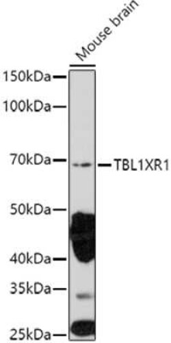 TBLR1 Antibody - Azide and BSA Free, Novus Biologicals 0.02 mL; Unconjugated:Antibodies,
