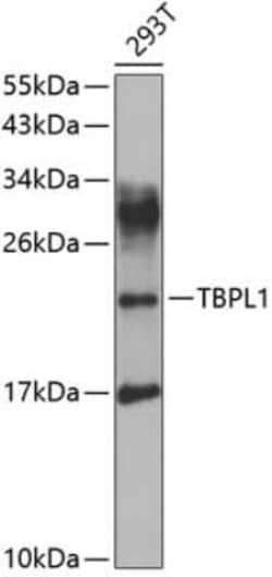 TBP like protein TLP Antibody - BSA Free, Novus Biologicals 0.1 mL, Unconjugated:Antibodies,