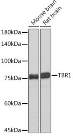 TBR1 Rabbit anti-Human, Mouse, Rat, Clone: 1U1K5, Novus Biologicals 20