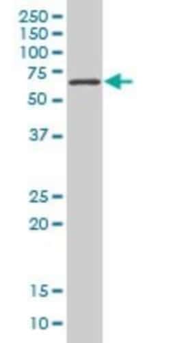 TBX18 Antibody (1A1), Novus Biologicals 0.1 mg, Unconjugated:Antibodies,