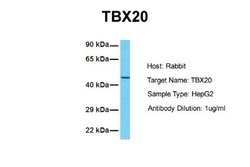 TBX20 Antibody, Novus Biologicals 100 &mu;L; Unconjugated:Antibodies, Polyclonal