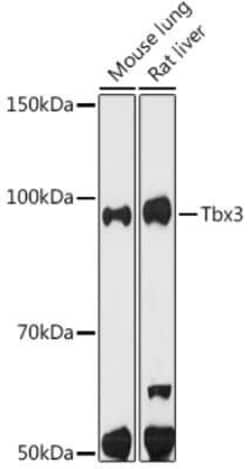 TBX3 Rabbit anti-Mouse, Rat, Clone: 3G9F1, Novus Biologicals:Antibodies:Primary