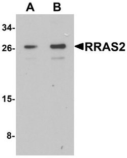 TC21/R-Ras2 Antibody - BSA Free, Novus Biologicals 0.1 mg; Unconjugated:Antibodies,