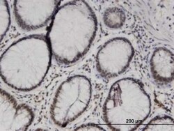 TCEA1 Antibody (1B7), Novus Biologicals 0.1 mg | Buy Online | Novus Biologicals | Fisher Scientific