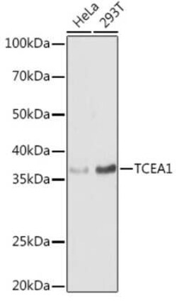 TCEA1 Antibody - Azide and BSA Free, Novus Biologicals:Antibodies:Primary