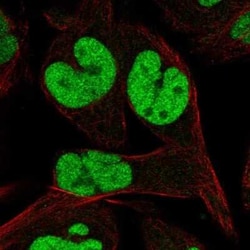 TCEAL1 Antibody, Novus Biologicals:Antibodies:Primary Antibodies