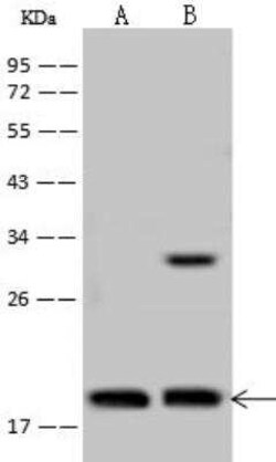 TCEAL3 Antibody, Novus Biologicals 50 &mu;g, Unconjugated:Antibodies, Polyclonal
