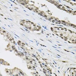 TCEB1 Antibody - BSA Free, Novus Biologicals 0.02 mL; Unconjugated:Antibodies,