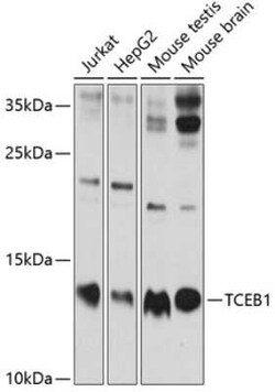 TCEB1 Antibody - BSA Free, Novus Biologicals 0.02 mL; Unconjugated:Antibodies,