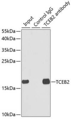 TCEB2 Antibody - BSA Free, Novus Biologicals 0.02 mL; Unconjugated:Antibodies,