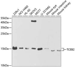 TCEB2 Antibody - BSA Free, Novus Biologicals 0.02 mL; Unconjugated:Antibodies,