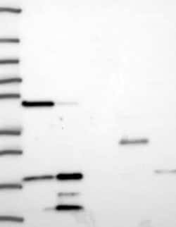 TCEB2 Rabbit anti-Human, Polyclonal, Novus Biologicals:Antibodies:Primary