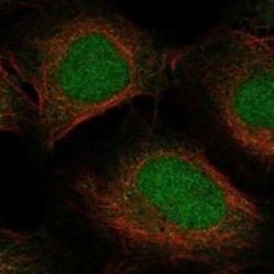 TCEB3B Rabbit anti-Human, Polyclonal, Novus Biologicals 100 &mu;g | Buy Online | Novus Biologicals | Fisher Scientific