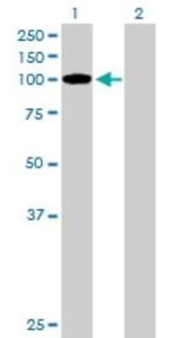 TCEB3B Antibody, Novus Biologicals 0.05 mg | Buy Online | Novus Biologicals | Fisher Scientific