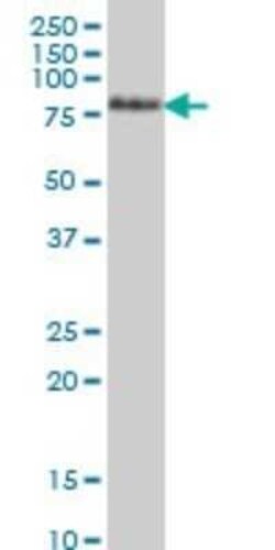 TCF-12/HTF4 Antibody (2E9), Novus Biologicals 0.1 mg | Buy Online | Novus Biologicals | Fisher Scientific