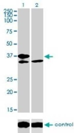 TCF19 Antibody (6D8), Novus Biologicals 0.1 mg | Buy Online | Novus Biologicals | Fisher Scientific