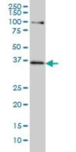 TCF19 Antibody (6D8), Novus Biologicals 0.1 mg | Buy Online | Novus Biologicals | Fisher Scientific