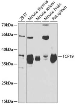 TCF19 Antibody - BSA Free, Novus Biologicals 0.02 mL; Unconjugated:Antibodies,