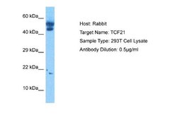 TCF21 Rabbit anti-Human, Polyclonal, Novus Biologicals 0.1 mL | Buy Online | Novus Biologicals | Fisher Scientific