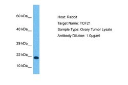 TCF21 Rabbit anti-Human, Polyclonal, Novus Biologicals 0.1 mL | Buy Online | Novus Biologicals | Fisher Scientific