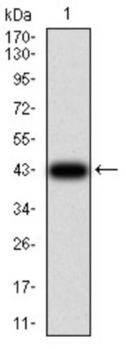 TCF4 Antibody (4D4C4) - BSA Free, Novus Biologicals 0.1 ml; Unconjugated:Antibodies,