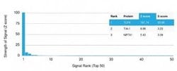 TCF4 Mouse anti-Human, Clone: TCF4/1705, Novus Biologicals 20 &mu;g; Unconjugated:Antibodies,