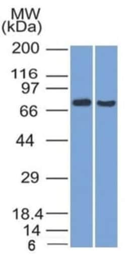 TCF4 Mouse anti-Human, Clone: TCF4/1705, Novus Biologicals 20 &mu;g; Unconjugated:Antibodies,