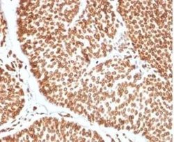 TCF4 Mouse anti-Human, Clone: TCF4/2252, Novus Biologicals:Antibodies:Primary