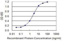 TCF7/TCF1 Antibody (1B3), Novus Biologicals 0.1 mg | Buy Online | Novus Biologicals | Fisher Scientific