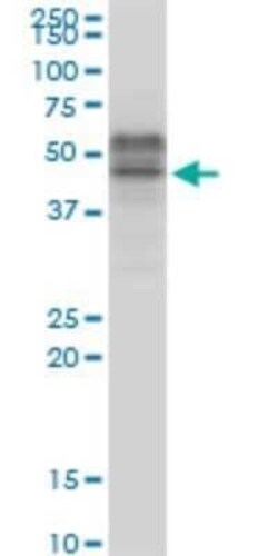 TCF7/TCF1 Antibody (1B3), Novus Biologicals 0.1 mg | Buy Online | Novus Biologicals | Fisher Scientific