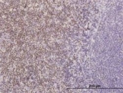 TCF7/TCF1 Antibody (2E9), Novus Biologicals 0.1 mg, Unconjugated:Anticorps,