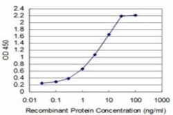 TCF7/TCF1 Antibody (2E9), Novus Biologicals 0.1 mg, Unconjugated:Anticorps,