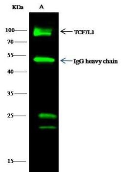 TCF7L1/TCF3 Antibody, Novus Biologicals 100 &mu;g, Unconjugated:Antibodies,