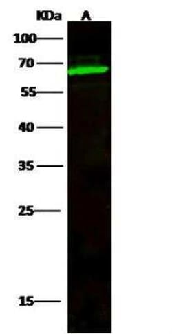 TCF7L1/TCF3 Antibody, Novus Biologicals 100 &mu;g, Unconjugated:Antibodies,