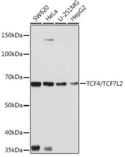 TCF7L2 Rabbit anti-Human, Mouse, Rat, Clone: 1W10T6, Novus Biologicals 20 &mu;g | Buy Online | Novus Biologicals | Fisher Scientific