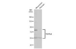 TCF7L2 Antibody, Novus Biologicals 100 &mu;g | Buy Online | Novus Biologicals | Fisher Scientific