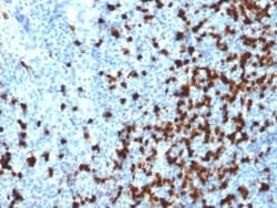 TCL1A Antibody (TCL1/2079), Novus Biologicals 100 &mu;g; Unconjugated:Antibodies,