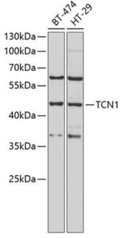 TCN1 Antibody - BSA Free, Novus Biologicals:Antibodies:Primary Antibodies
