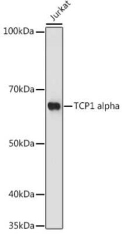 TCP1 alpha Rabbit anti-Human, Clone: 3G9G8, Novus Biologicals 100 &mu;g;