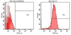 TCP1 alpha Antibody (91a), Novus Biologicals:Antibodies:Primary Antibodies