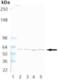 TCP1 alpha Antibody (91a), Novus Biologicals:Antibodies:Primary Antibodies