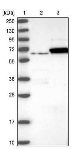 TCP1 alpha Antibody, Novus Biologicals:Antibodies:Primary Antibodies