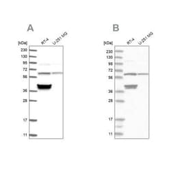 TCP1 alpha Antibody, Novus Biologicals:Antibodies:Primary Antibodies