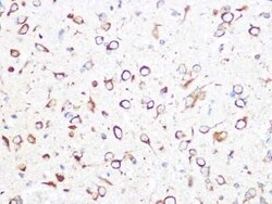 TCP1-beta Rabbit anti-Human, Mouse, Rat, Clone: 9N6B4, Novus Biologicals:Antibodies:Primary