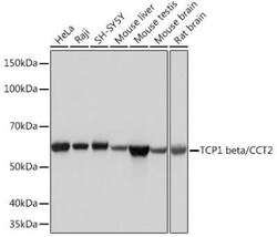 TCP1-beta Rabbit anti-Human, Mouse, Rat, Clone: 9N6B4, Novus Biologicals:Antibodies:Primary