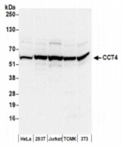 TCP1-delta Antibody, Novus Biologicals 100 &mu;g; Unconjugated:Antibodies,