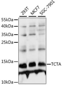 TCTA Antibody - Azide and BSA Free, Novus Biologicals 0.02 mL; Unconjugated:Antibodies,