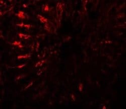 TCTE3 Antibody - BSA Free, Novus Biologicals 0.1 mg; Unconjugated:Antibodies,