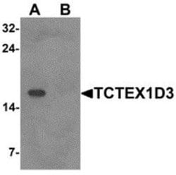 TCTE3 Antibody - BSA Free, Novus Biologicals 0.1 mg; Unconjugated:Antibodies,