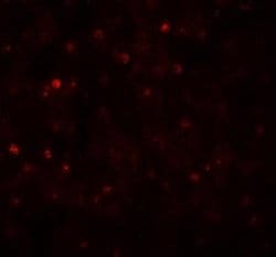 TCTEX1D4 Antibody - BSA Free, Novus Biologicals 0.1 mg; Unconjugated:Antibodies,